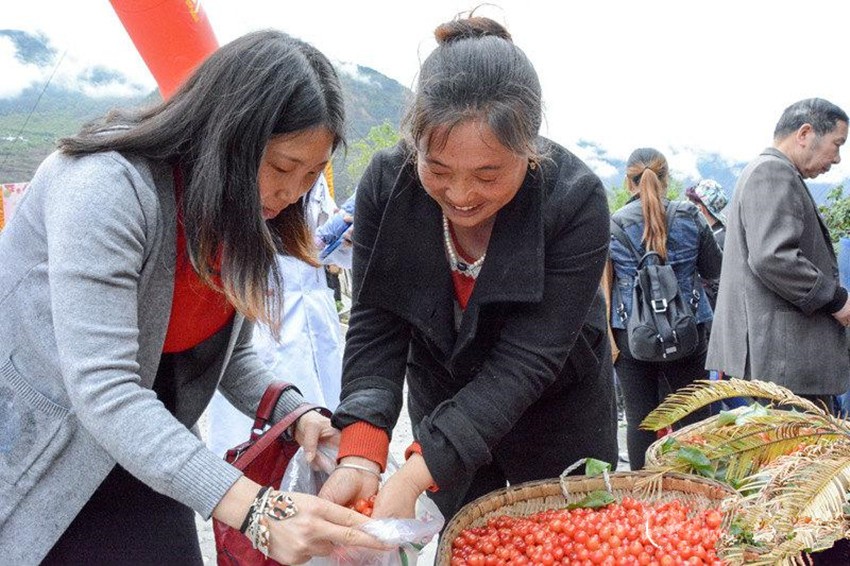 櫻桃紅了，老百姓笑了