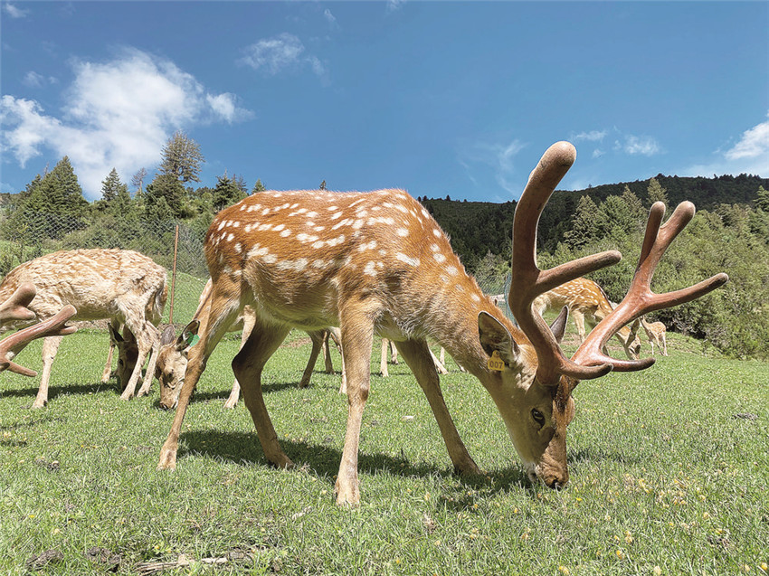 德格縣2.jpg 德格縣2.jpg