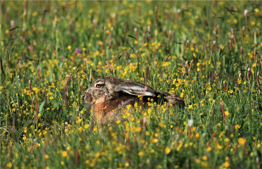 野生動物的樂.jpg 野生動物的樂.jpg
