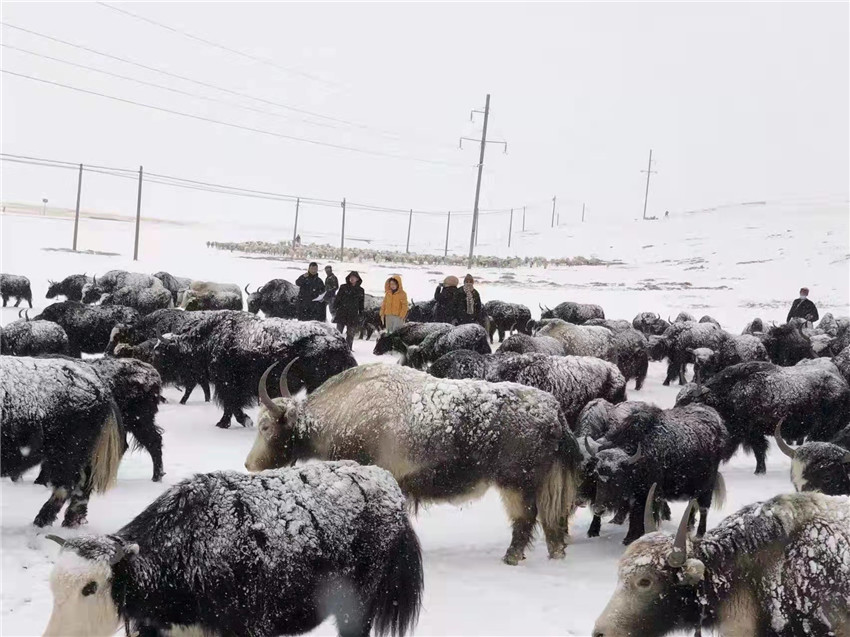 地處“云端之上”生命禁區(qū)“的農(nóng)行石渠支行80后青年益西多吉說”今年疫情流行，大伙冒雪下鄉(xiāng)送金融服務(wù)，新年首日就為農(nóng)戶發(fā)放了3000多萬元，點亮百姓牦牛致富夢，疫情終將過去，筑夢春天，我們協(xié)力點燃牧民發(fā)展信心“.jpg